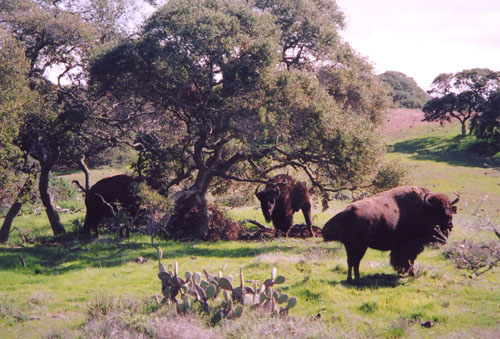 catalina buffalo
